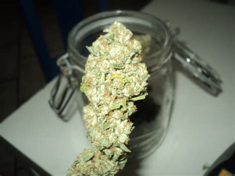 rolex kush|Rollex OG Kush Weed Strain Information .